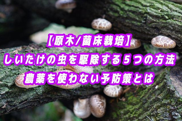 【原木/菌床栽培】しいたけの虫を駆除する５つの方法｜農薬を使わない予防策とは