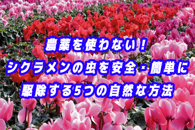 農薬を使わない！シクラメンの虫を安全・簡単に駆除する5つの自然な方法