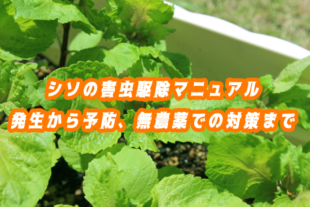 【完全版】シソの害虫駆除マニュアル｜発生原因から予防、無農薬での対策まで