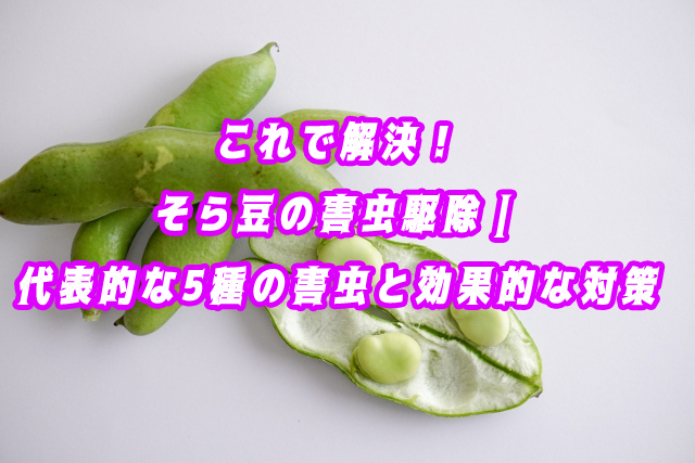 これで解決！そら豆の害虫駆除｜代表的な5種の害虫と効果的な対策まとめ