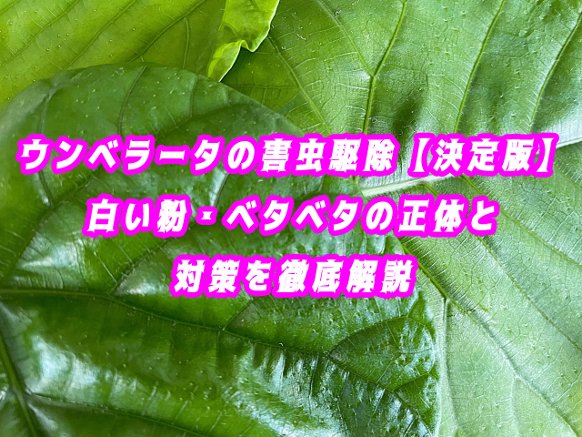 ウンベラータの害虫駆除【決定版】白い粉・ベタベタの正体と対策を徹底解説