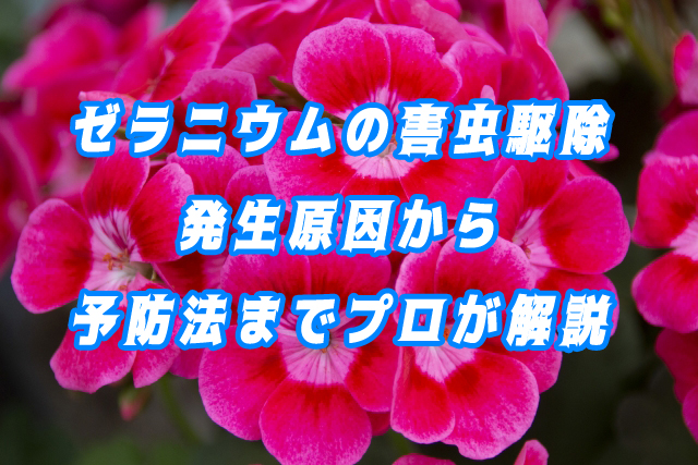 ゼラニウムの害虫駆除｜発生原因から予防法までプロが解説