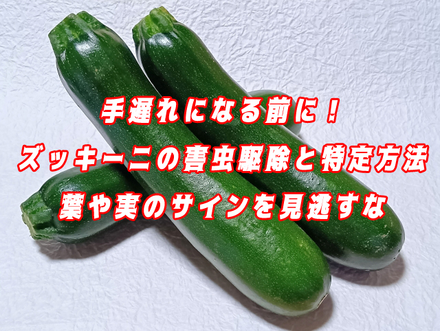 手遅れになる前に！ズッキーニの害虫駆除と特定方法｜葉や実のサインを見逃すな